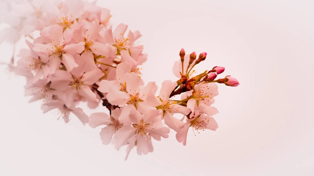 Sakura Alfarnate 2026: Erleben Sie Japans Kirschblütenfest in Málaga