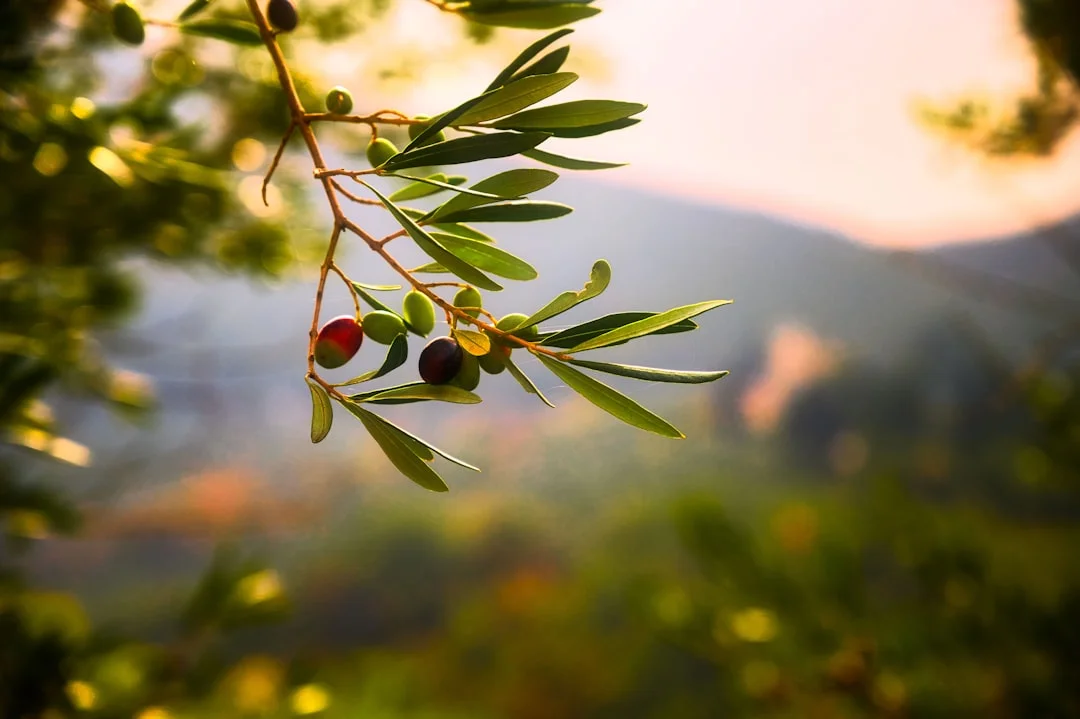 Beyond Olive Oil: The