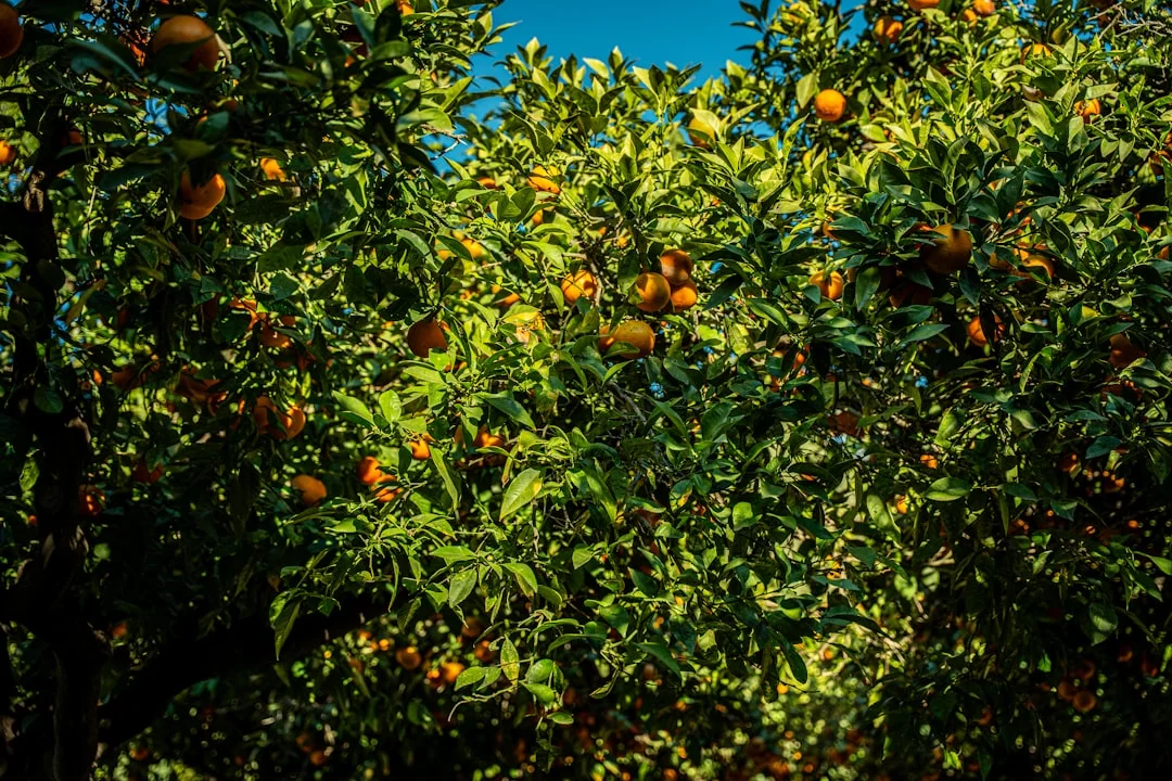 Málaga Terral: Hitzewarnungen der Stufen Orange und Gelb herausgegeben