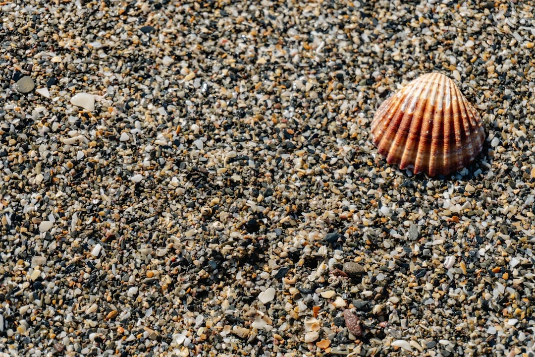 Málaga's Concha Fina Clam