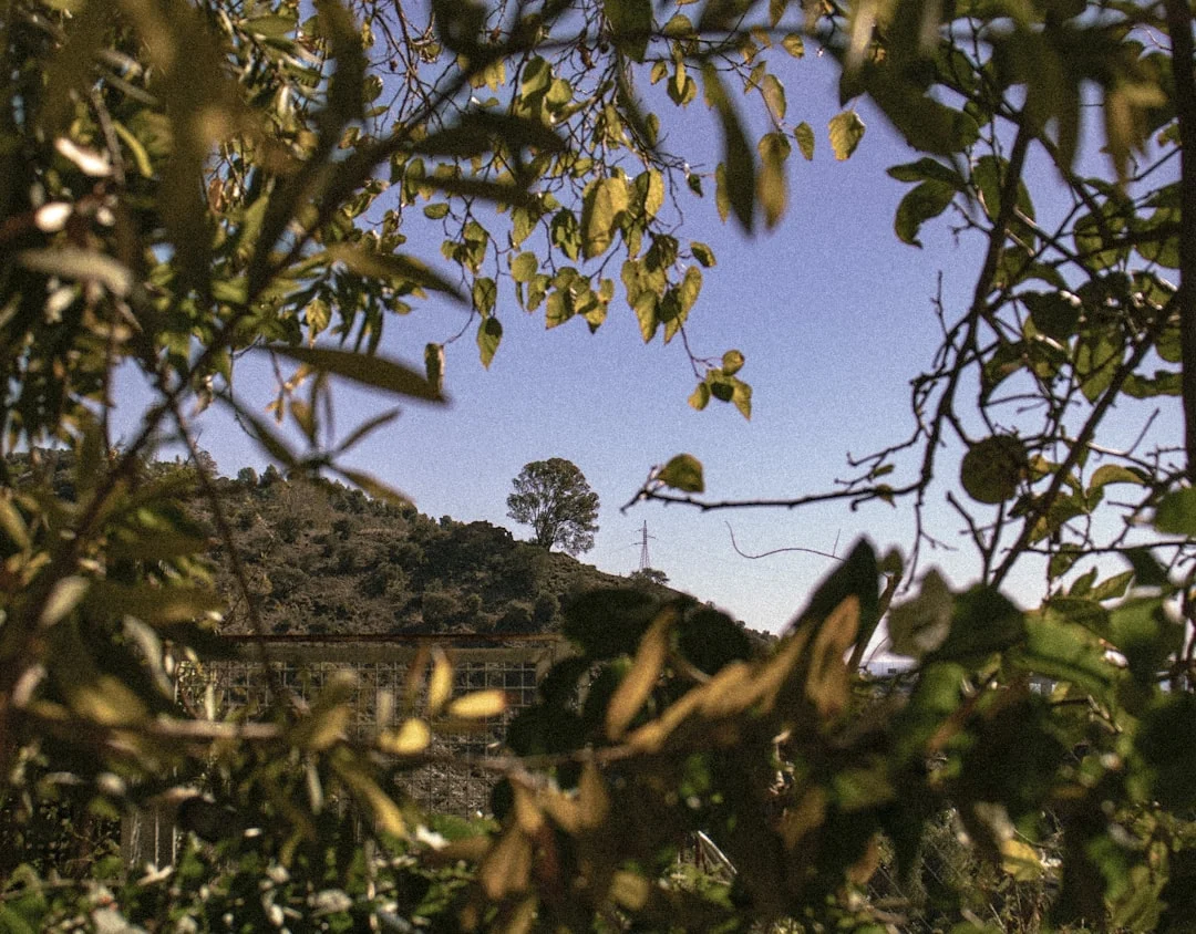 Málaga verstärkt Baumsicherheit nach Vorfällen mit herabgestürzten Ästen